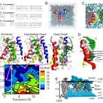 A multiscale model linking ion-channel molecular dynamics and electrostatics to the cardiac action potential