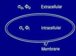 transmembrane potential during excitation