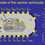 HRd Model of the Canine Ventricular Myocyte