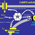 A role for calcium/calmodulin-dependent protein kinase II in cardiac disease and arrhythmia.