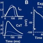 Hund-Rudy Canine Ventricular Model: Action Potential and Calcium Transient Alternans